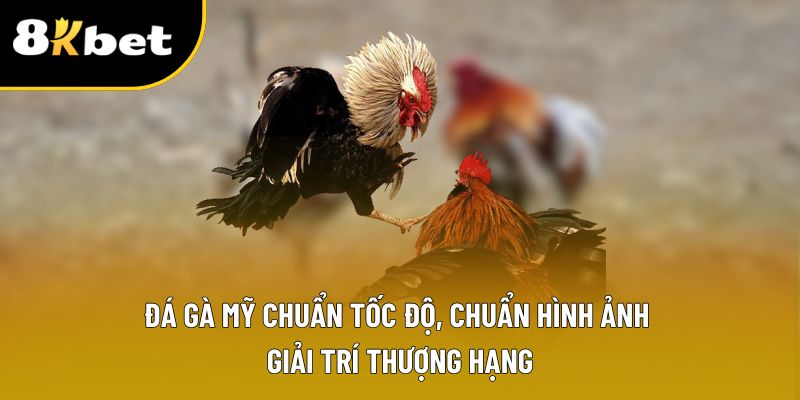 Đá Gà Mỹ Chuẩn Tốc Độ, Chuẩn Hình Ảnh – Giải Trí Thượng Hạng